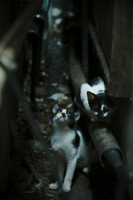 万名志愿者集结,智能服务系统上线,万人志愿服务活动