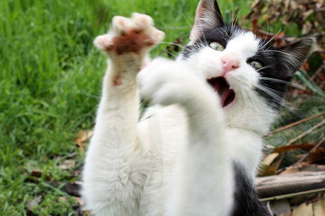 球员整体年龄偏小,经验不足是短板,球员年龄低于23岁