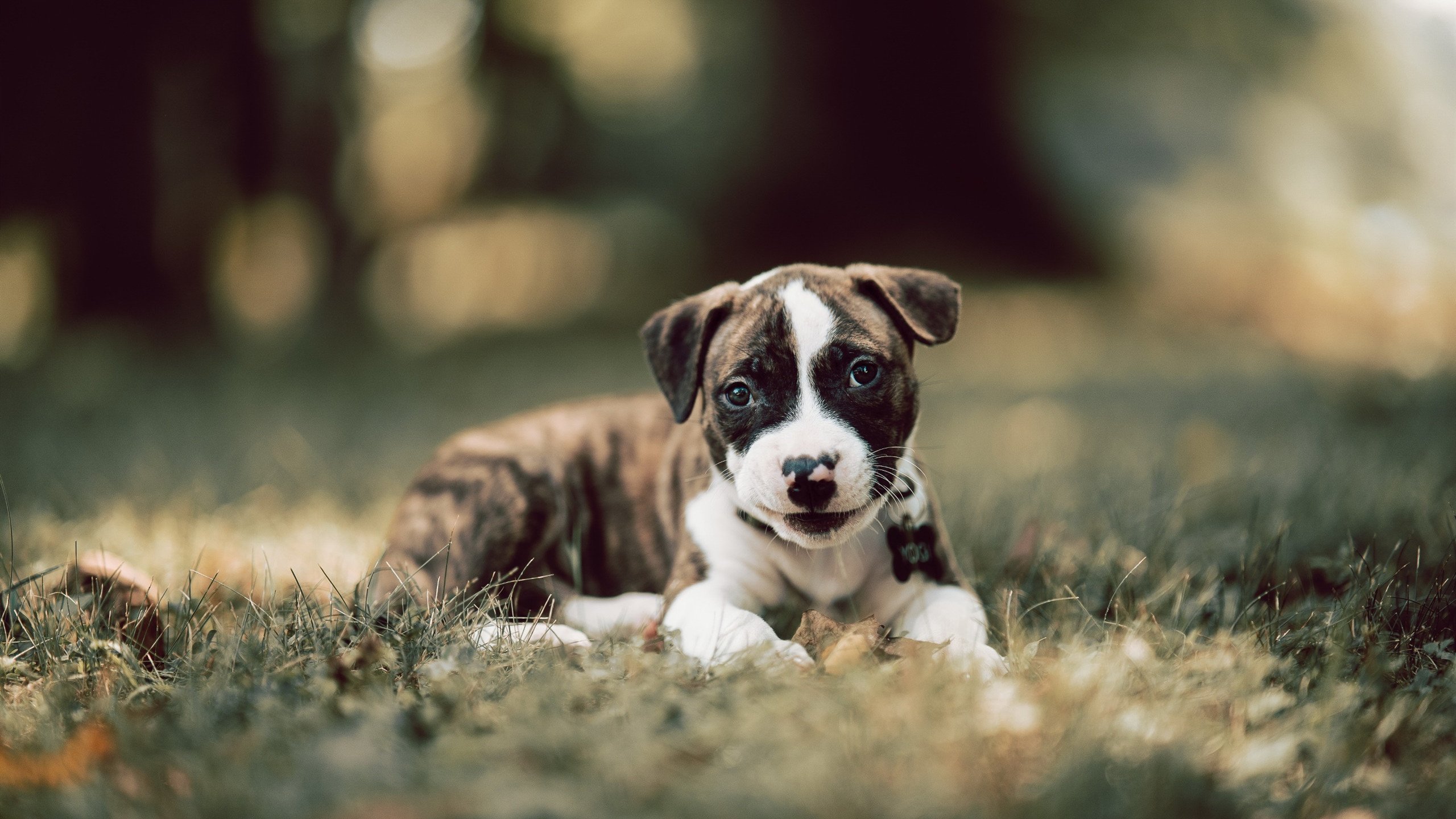 足球人才留洋流程缺乏政策保障机制，足球专业人才培养方案