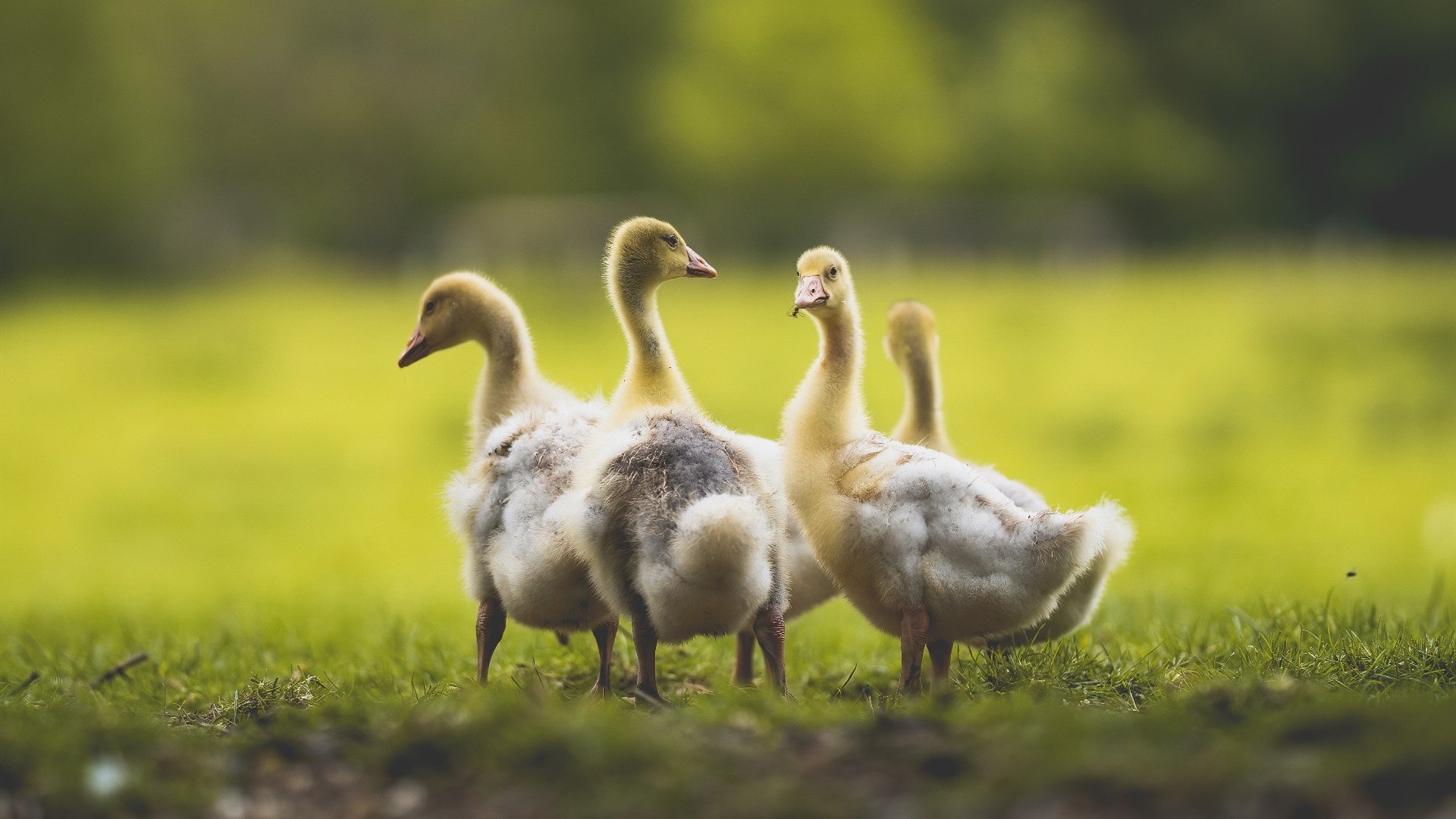 丁俊晖捐助家乡学校建设图书馆,丁俊晖 学校
