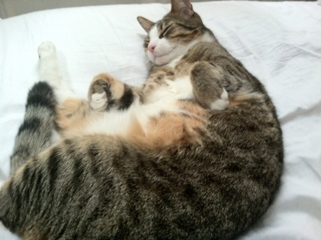 爱游戏-中国足球职业俱乐部提升教练团队国际化比例，中国国家足球队教练组