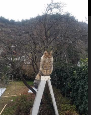 南苏丹男篮在非洲预选赛中奋勇拼搏,期待突破