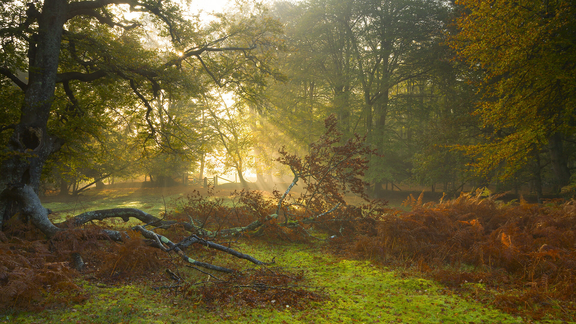 德甲快速反击:瞬间突破敌防,惊艳全场!,德甲对阵分析