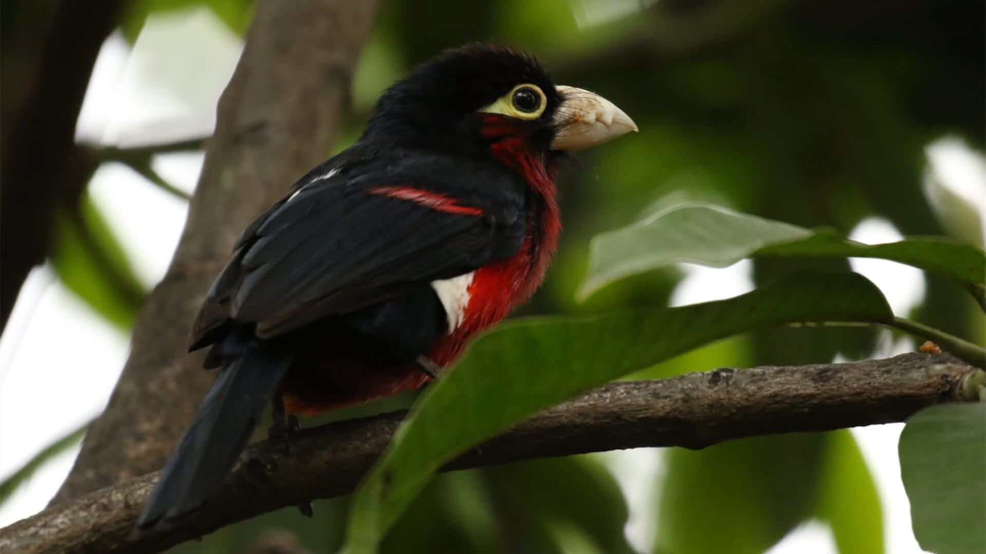 德甲青训初见成效的案例,2021年德甲队伍介绍