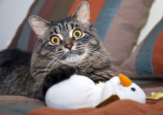 AYX体育-欧洲杯激情碰撞：战术布局让人拍案叫绝，欧洲杯经典比赛视频