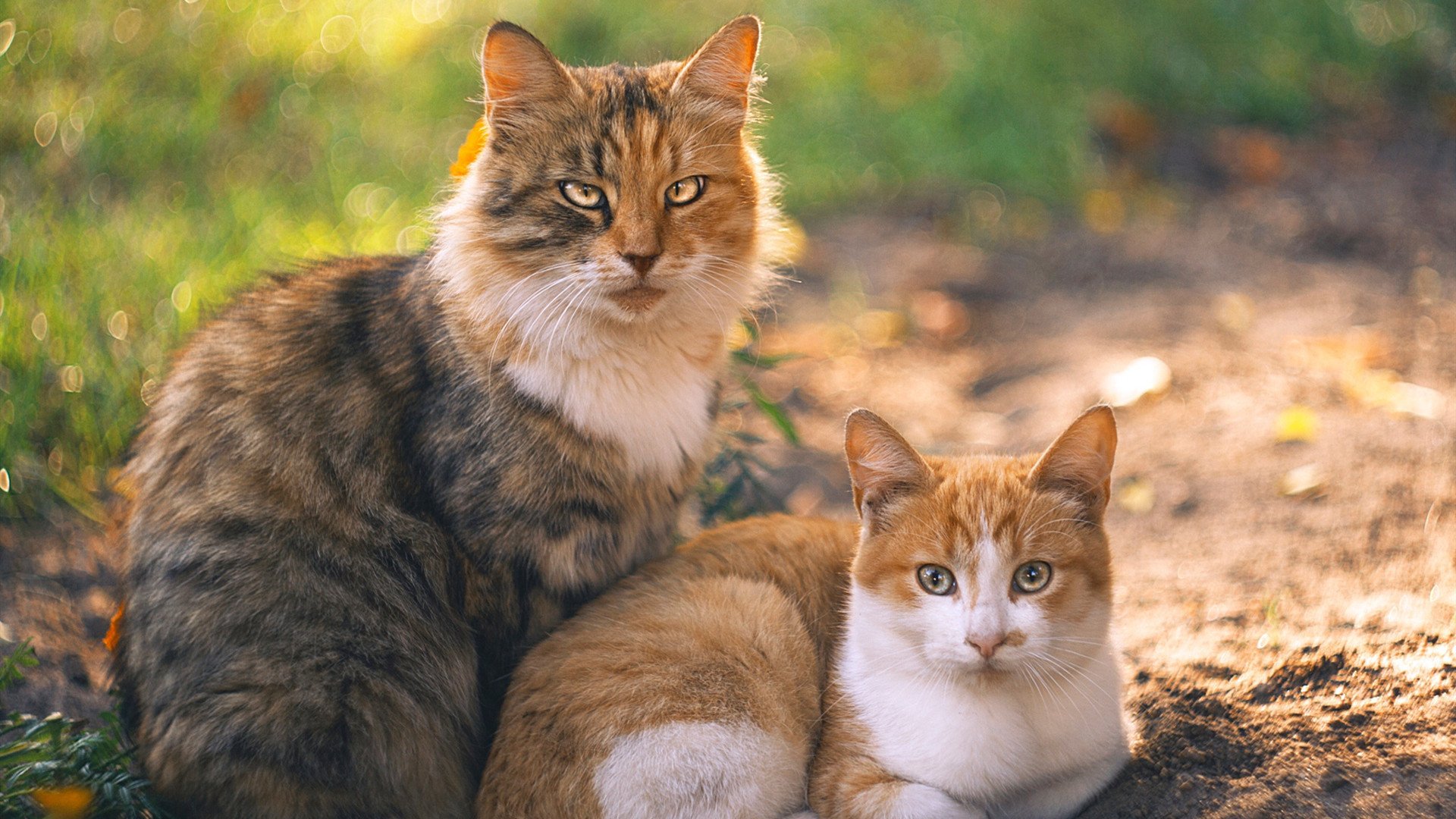科斯泳姿流畅动作完美无瑕，科科斯卡