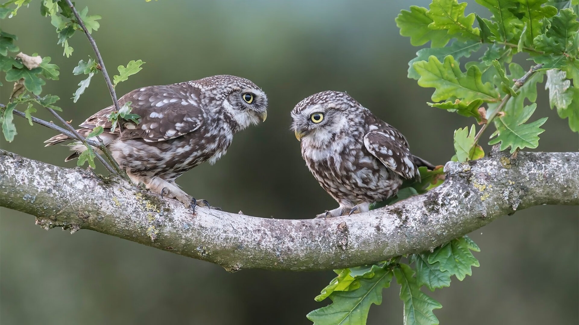 爱游戏电竞官网-篮球主题夏令营结合英语教学打造复合型青少年成长路径，篮球与英语结合