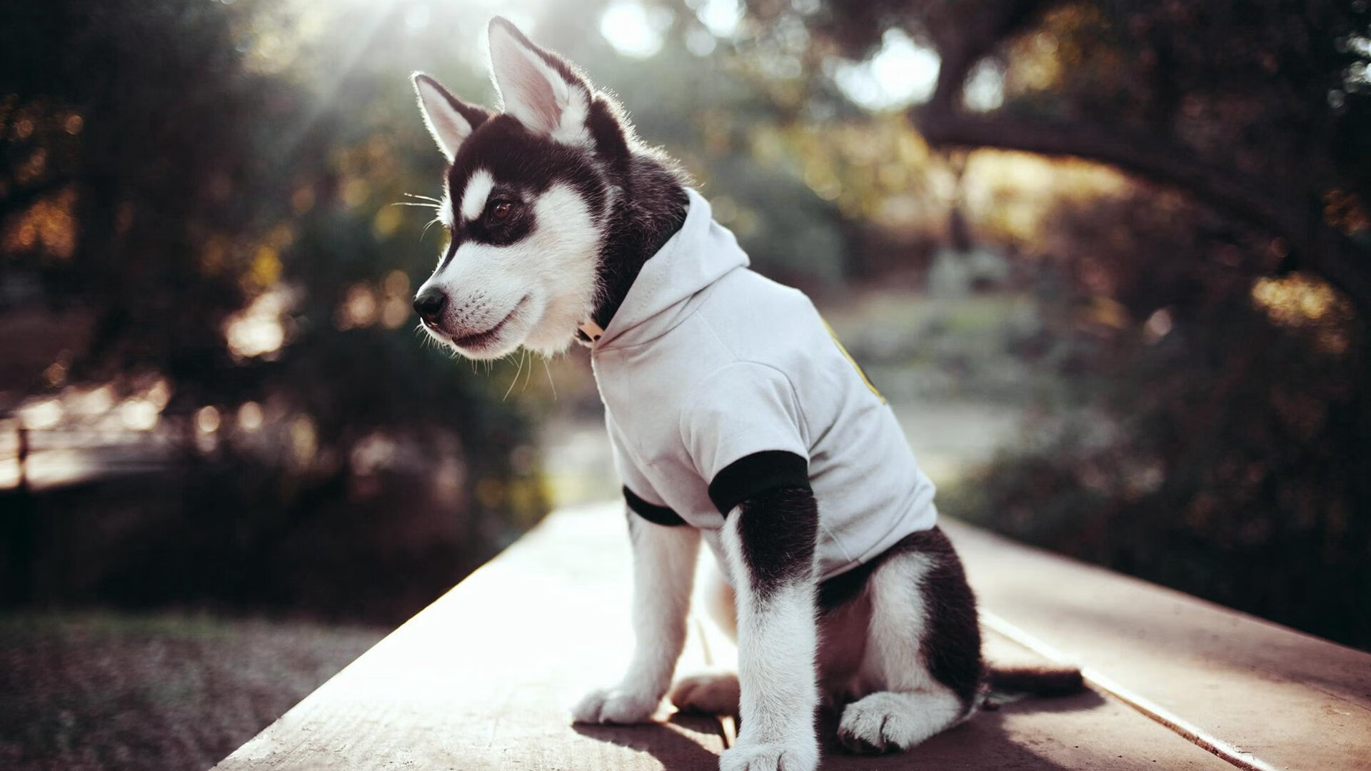 AYX体育-美洲杯冠军争夺：胜利只属于最努力的那一方，美洲杯冠军争夺_胜利只属于最努力的那一方吗