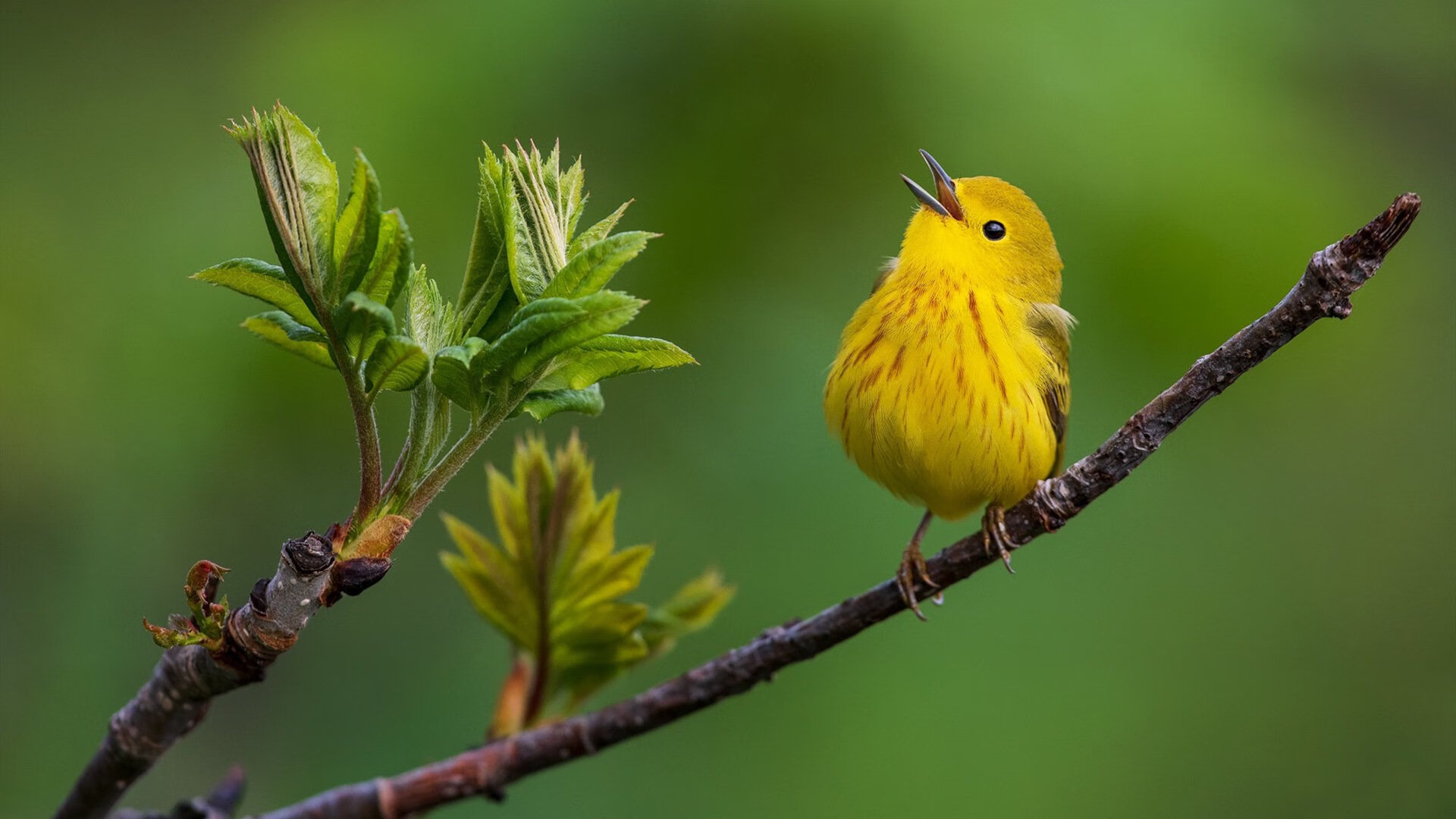 美洲杯明星竞技:绝佳表现点燃全场!,美洲杯个人榜
