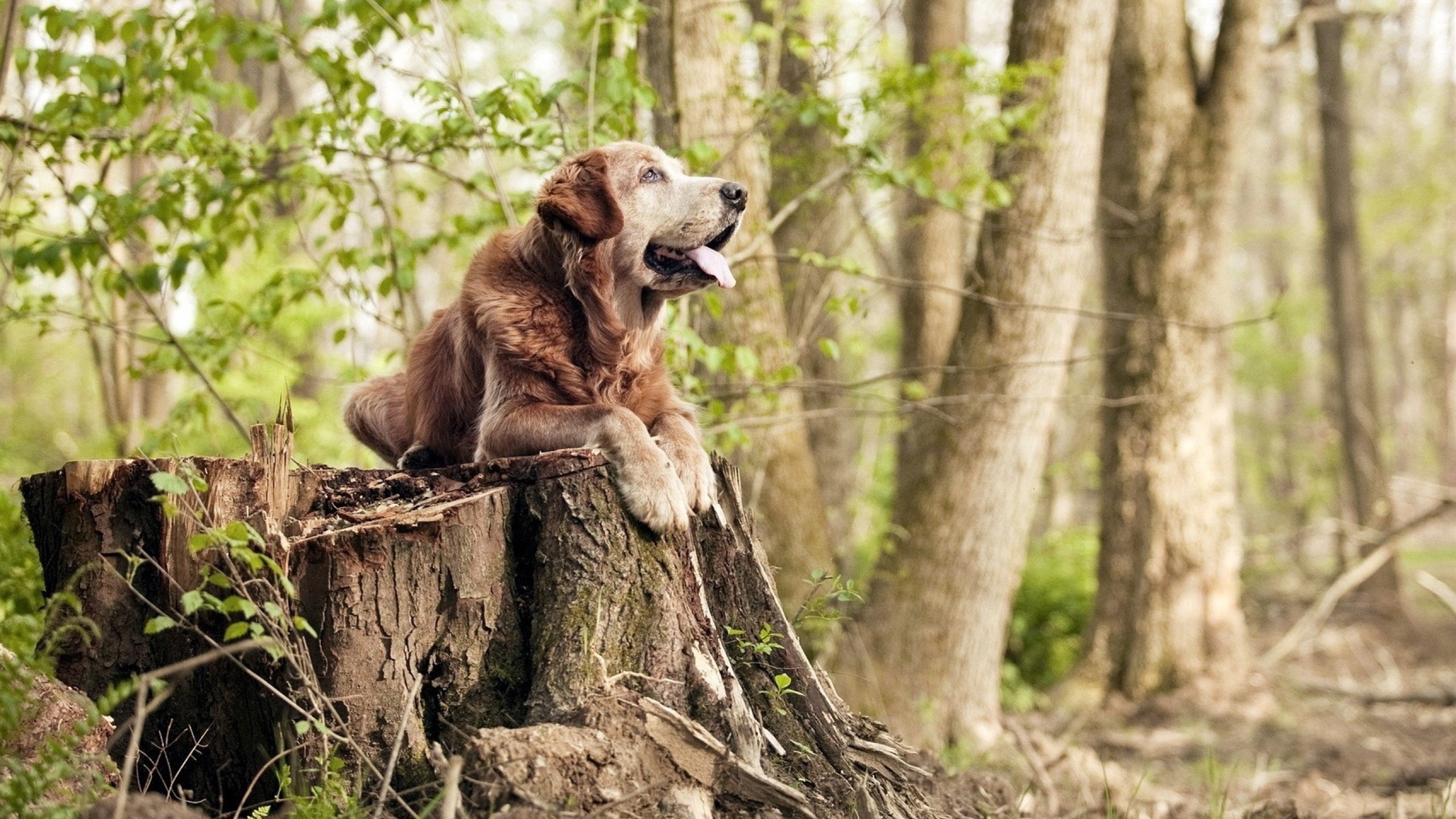 艾比·德尔福:全面防守和进攻支援,南非队不容忽视的核心,艾德和比尔的故事