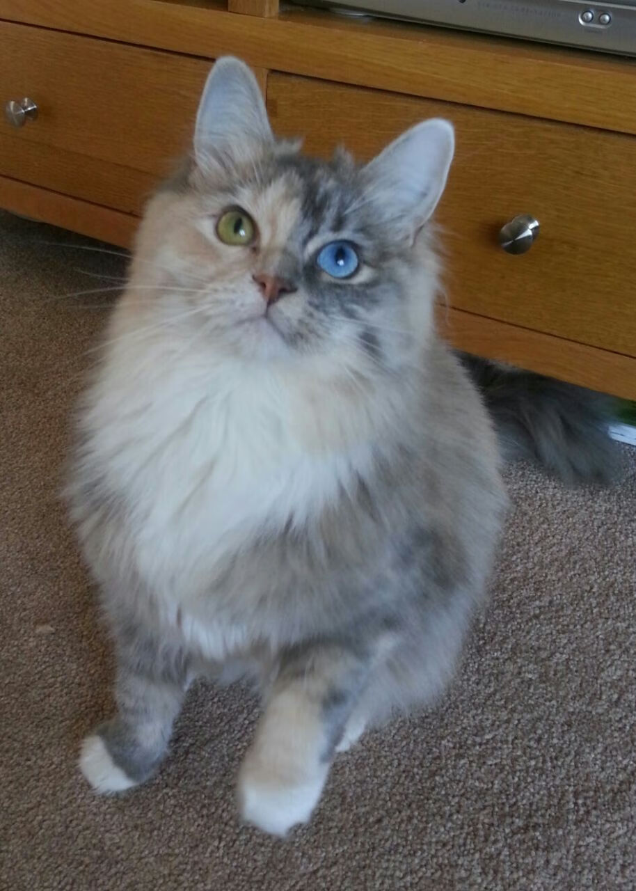 爱游戏体育app-Lisa Aguayo多次关键接球夺得达阵