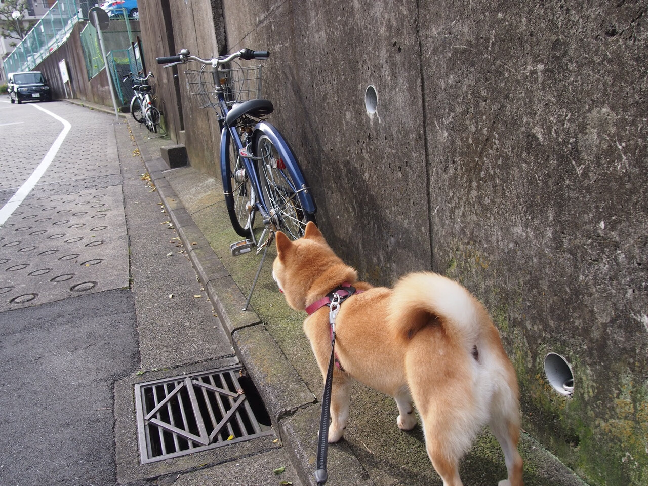 爱游戏体育（AYX）官方APP下载-“伊万·戈梅斯的强悍拼搏精神与出色防守，成为阿根廷美洲狮队的必争之力”